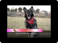 Amazing dog tricks - including moonwalking canine-human team!
