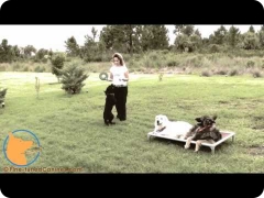 Lexi Hayden's FINE-TUNED CANINES - Florida professional dog training and dog behavior counseling