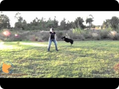 Chopper's amazing dog tricks and multiple=