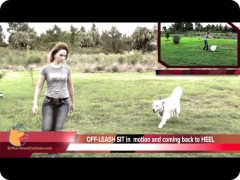 Florida dog Board and Train training program - FINE-TUNED CANINES: Brodie, the Golden Retriever male dog