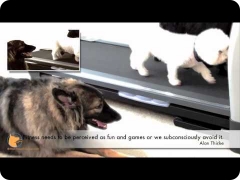Dogs enjoying treadmill exercise and proper socialization - Florida Board and Train camp