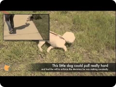 Florida dog Board and Train training program - Un-leashing Oriole's potential - Bichon Frise male dog