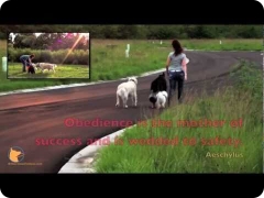 Off-leash dog training fun in Florida - FINE-TUNED CANINES (Naples, FL and Fort Myers, FL area)