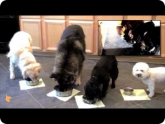 FINE-TUNED CANINES fine-dining: Florida Board and Train doggie camp - good dog manners and self-control skills