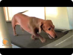 Grouper the Dashing Dachshund - Naples Florida dog training Board and Train program
