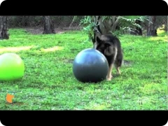 Dog ball herding - treibball, at FINE-TUNED CANINES dog training and dog psychology center in Naples, FL
