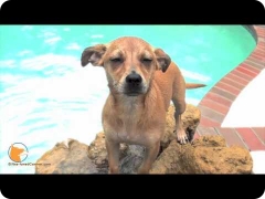 Swimming training for dogs and confidence building at FINE-TUNED CANINES Naples, Florida