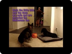 Halloween with dogs: Halloween dog manners, real world obedience training and safety