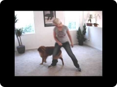 Cody's Tricks - trick training with a rescue dog fostered and trained by Lexi Hayden (now adopted)