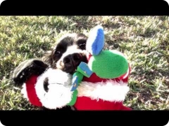Holiday Season with FINE-TUNED CANINES - trailer